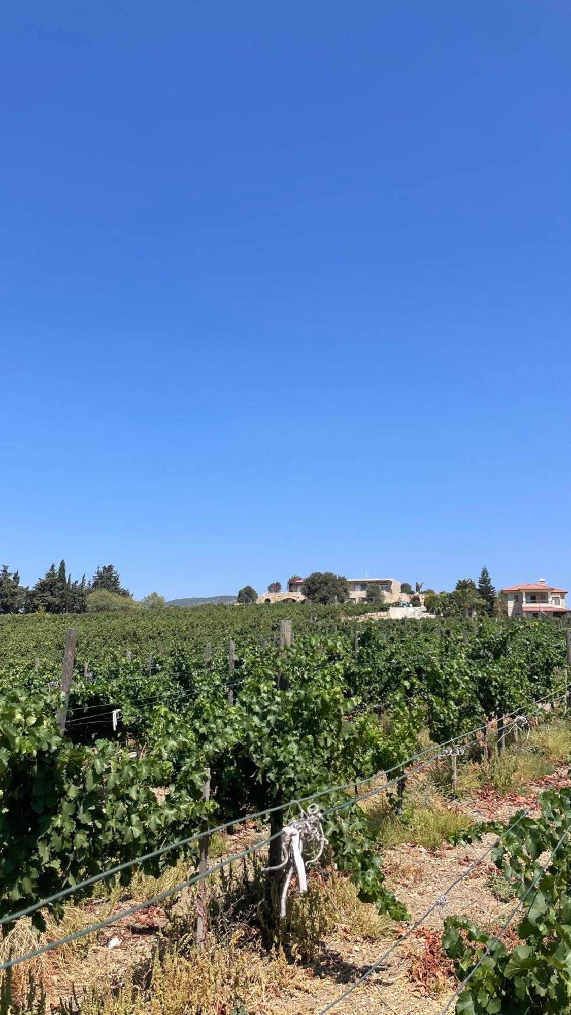 Datça Vineyard Exterior foto
